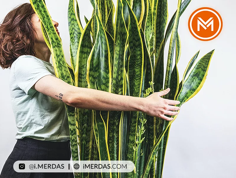 گل و گیاه برای آشپزخانه کم نور